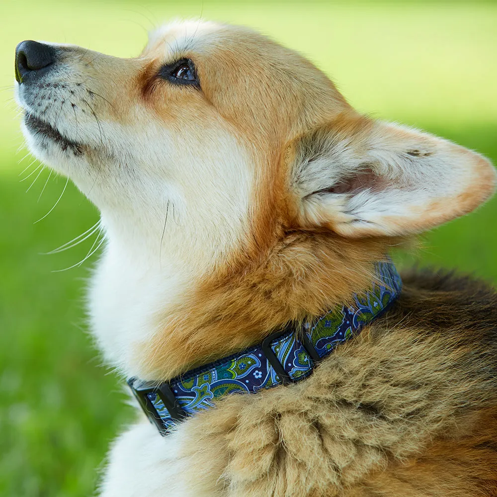 Auriol - Dog Collar