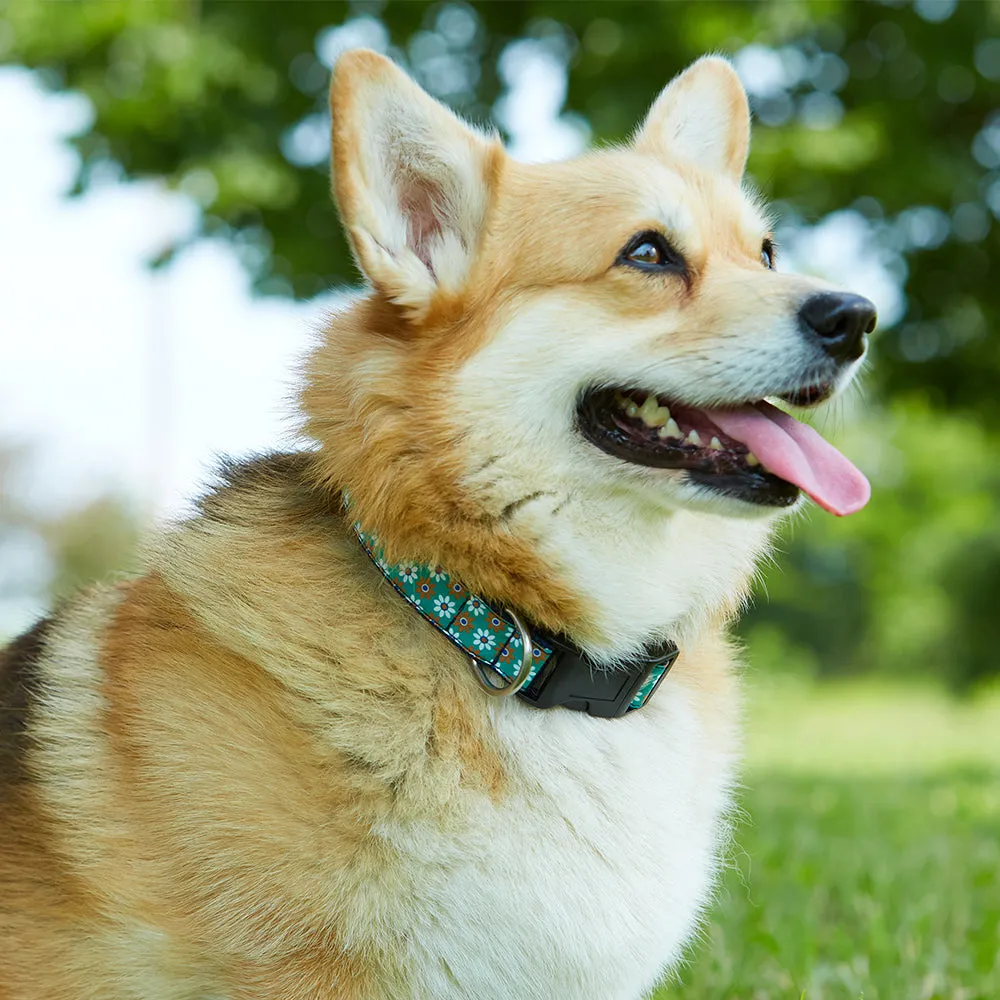 Auriol - Dog Collar